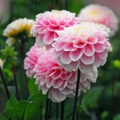 Wizard Of Oz Ball Dahlia
