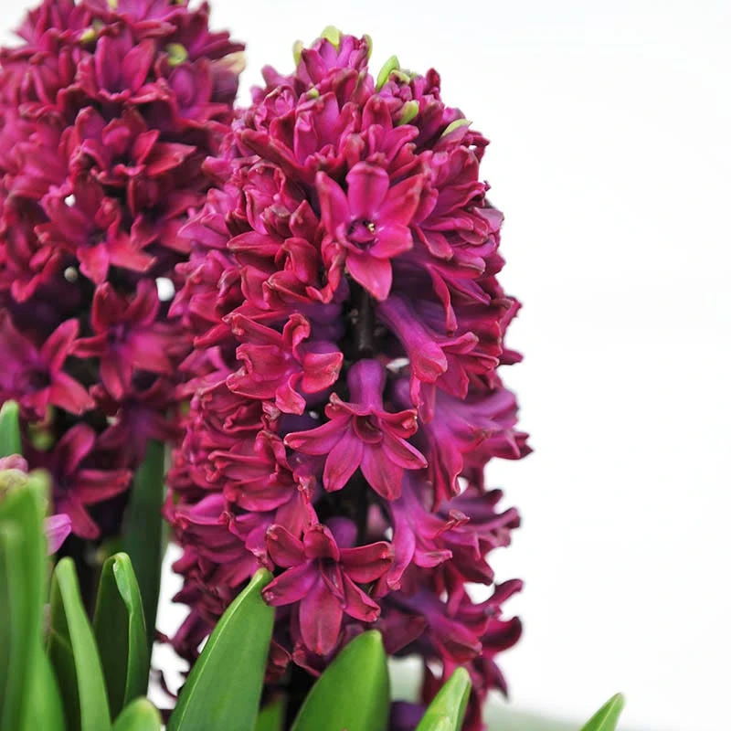 Woodstock Hyacinth - Image 3