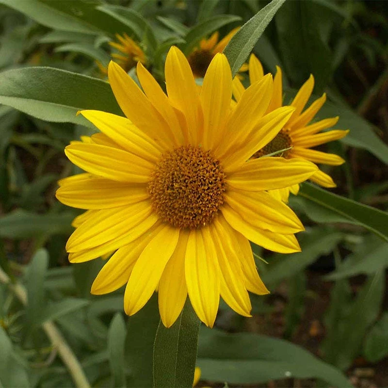 Maximilian Sunflower Seeds - Image 5