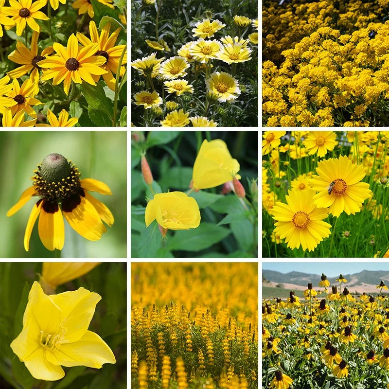 Yellow Wildflower Seed Mix - Image 8