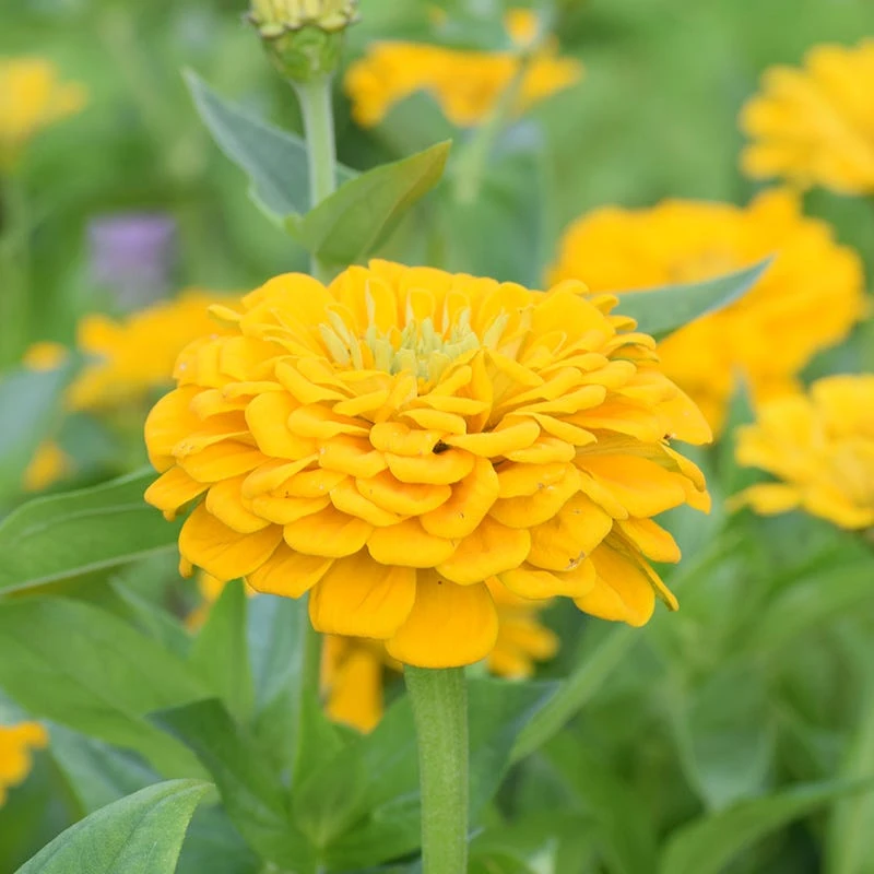 Peachy Keen Zinnia Seed Mix - Image 2