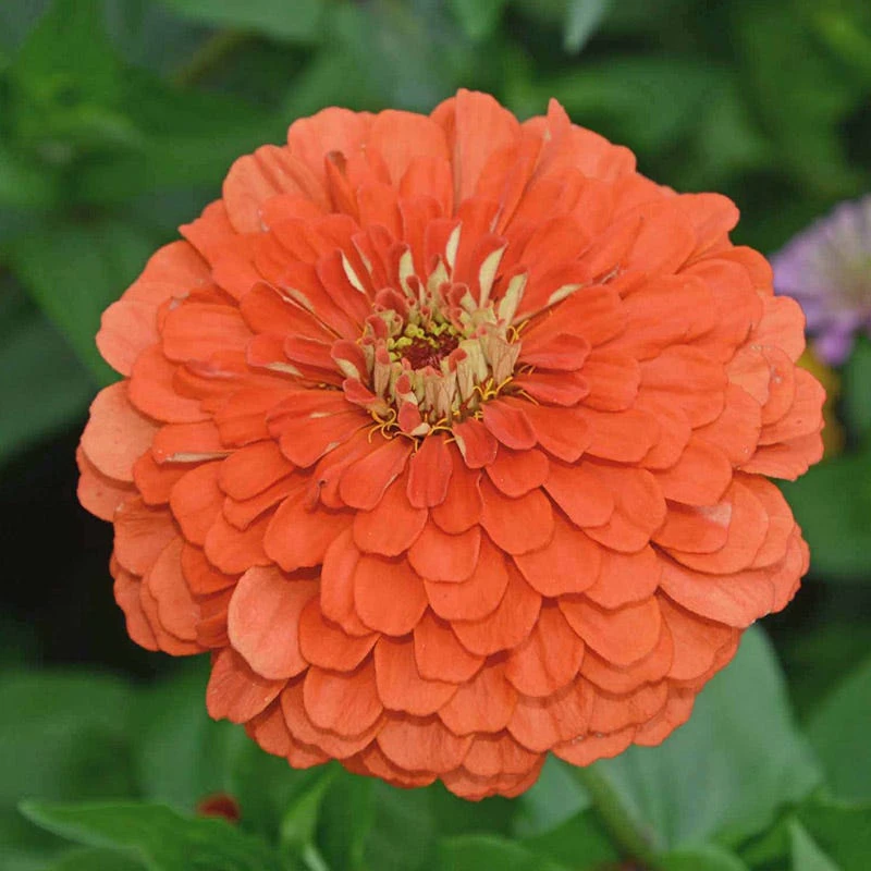 Peachy Keen Zinnia Seed Mix - Image 3