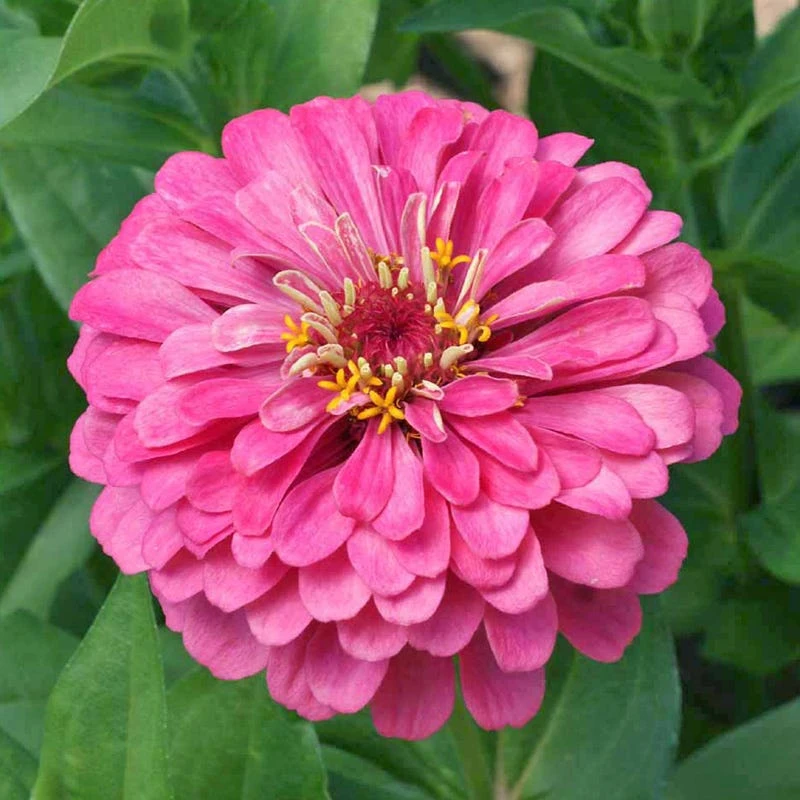 Peachy Keen Zinnia Seed Mix - Image 4
