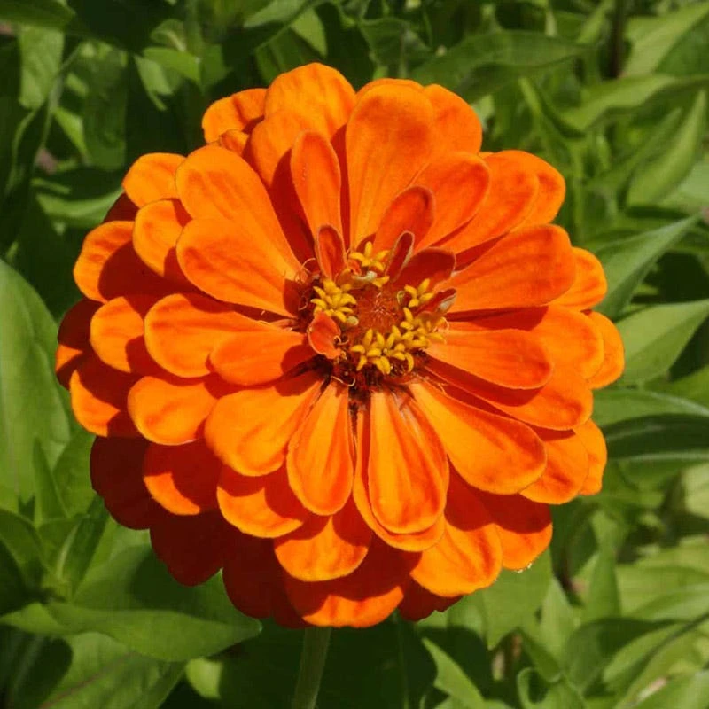 Peachy Keen Zinnia Seed Mix - Image 5