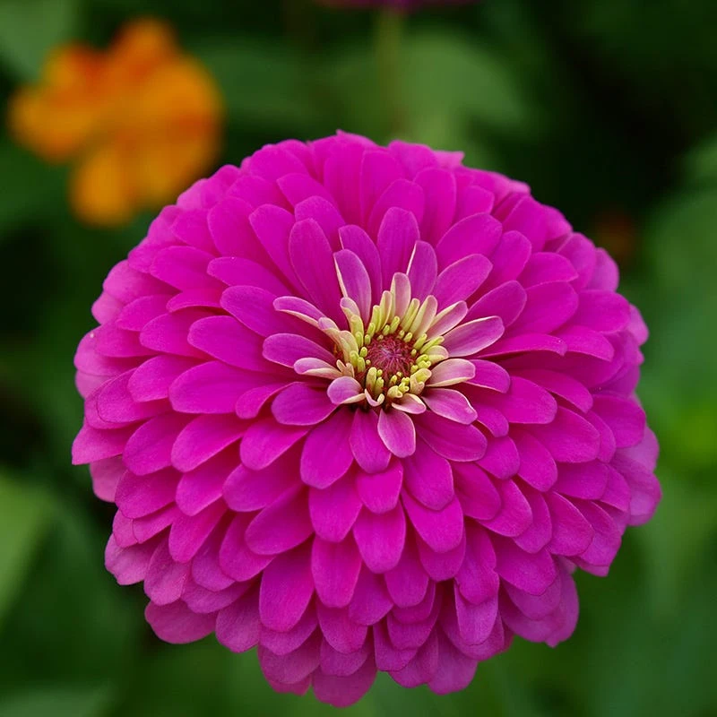 Zinnia Seeds Violet Queen